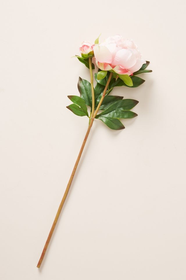 Pink Peony Stem #1