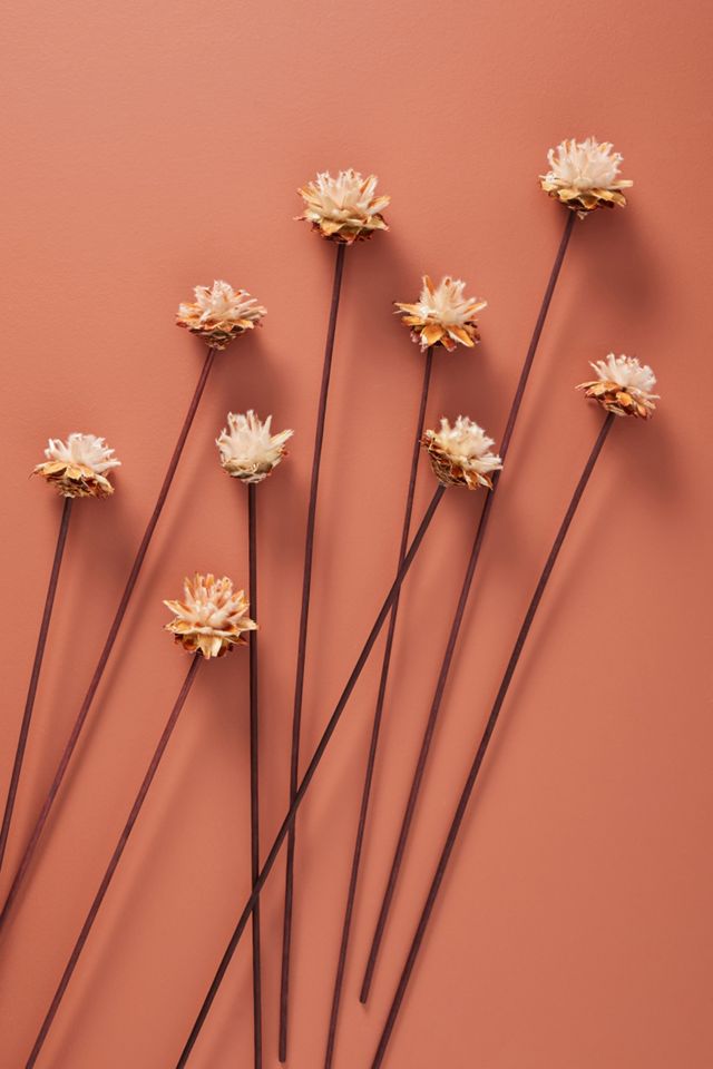 Dried Plumosum Bouquet #1