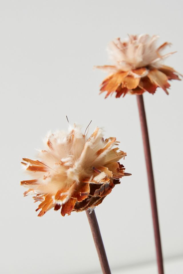 Dried Plumosum Bouquet #2
