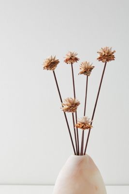 Dried Plumosum Bouquet