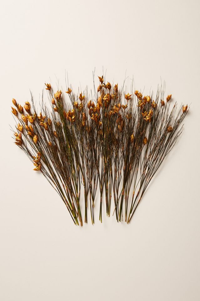 Dried Bell Grass Bouquet #1