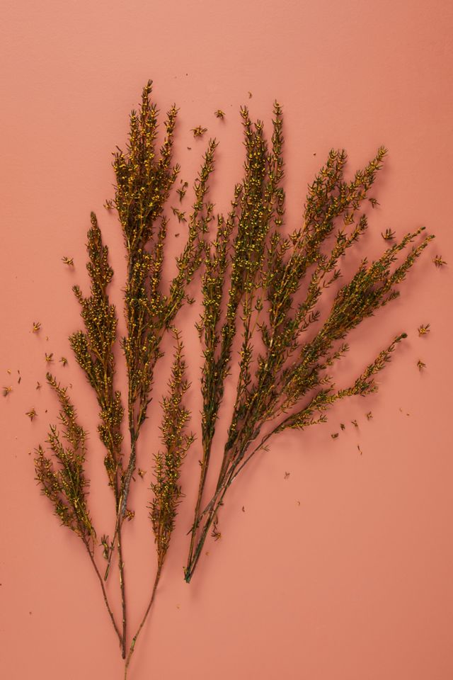 Dried Grabia Bouquet #1