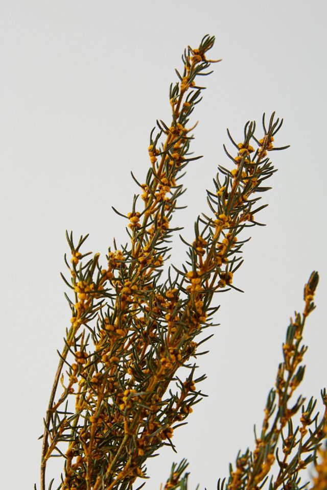 Dried Grabia Bouquet #2