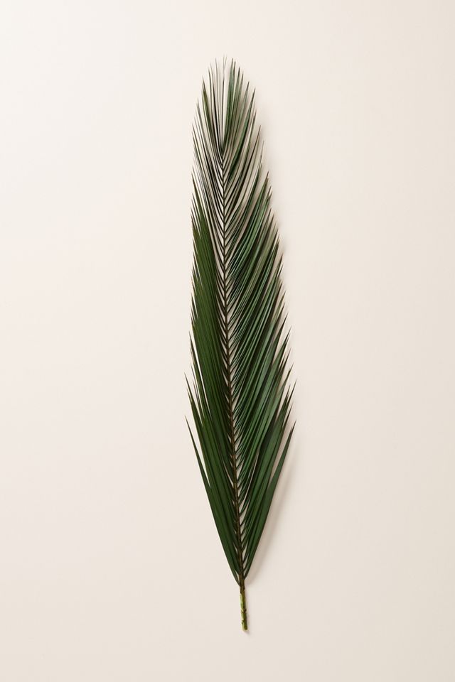 Dried Phoenix Palm Frond #1