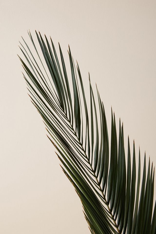 Dried Phoenix Palm Frond #2