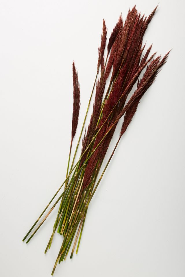 Dried Plume Reed Bouquet #1