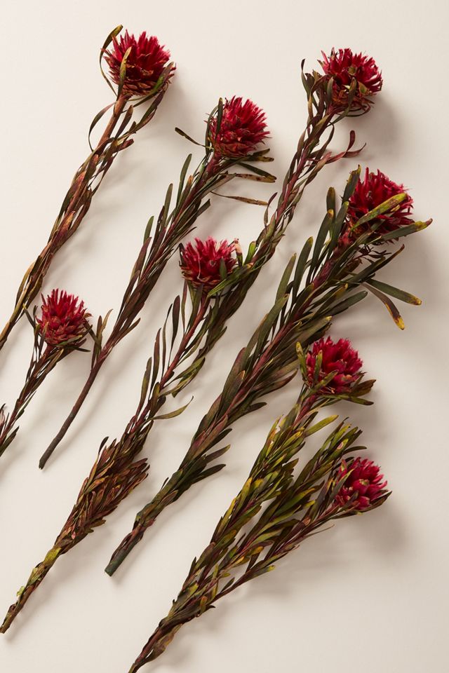 Dried Plumosum Bouquet #1
