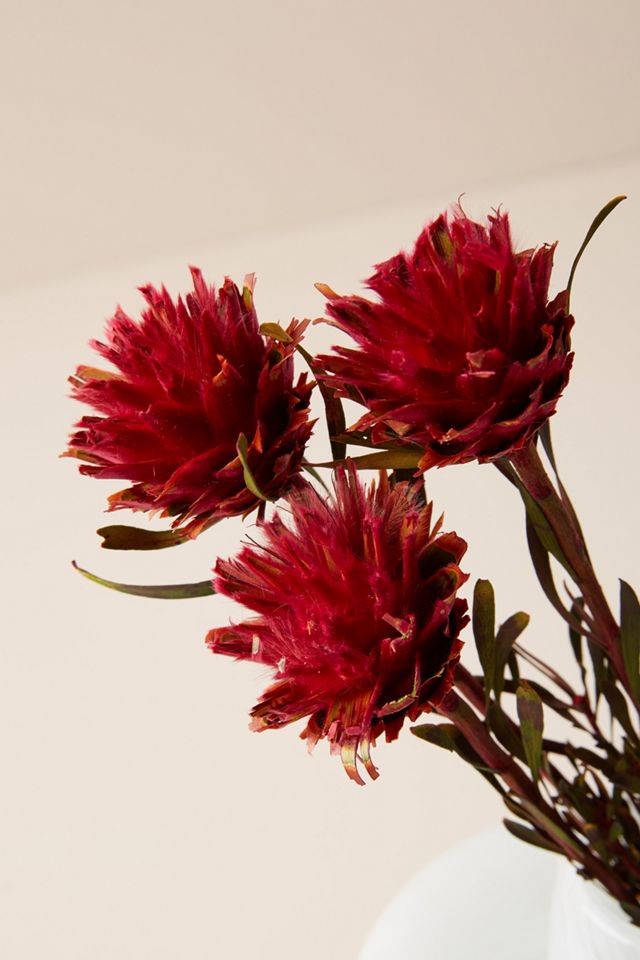 Dried Plumosum Bouquet #2