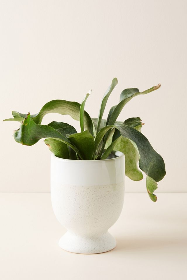 Laney Pot