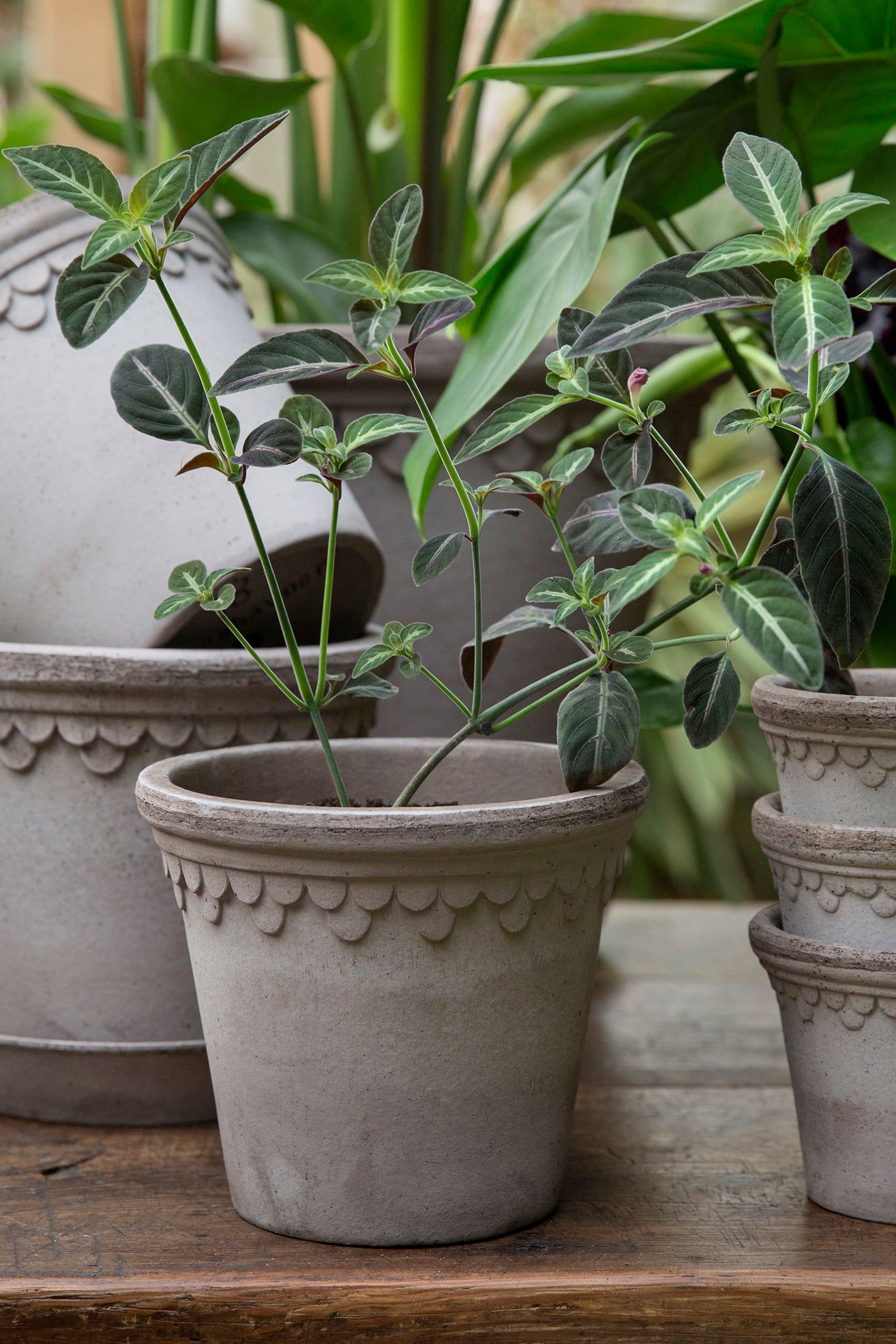 Bergs Copenhagen Terracotta Pot + Saucer Set - Grey, Standard, 6.5"