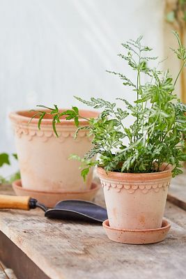 Bergs Palace Pot + Saucer (Rose, 7")