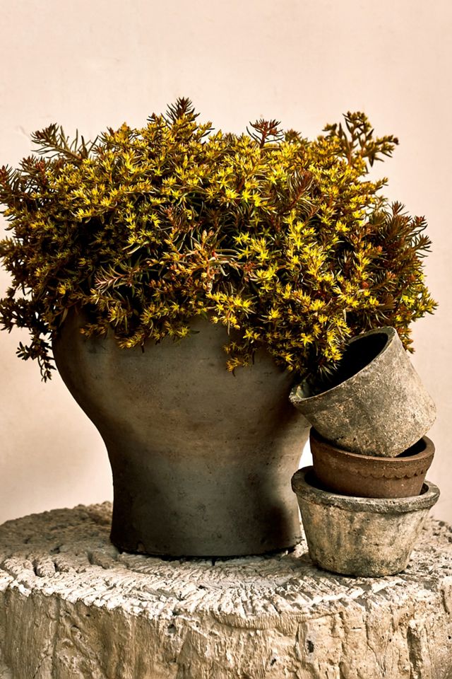 Earth Fired Clay Herb Pot + Saucer, Set of 3 | Terrain