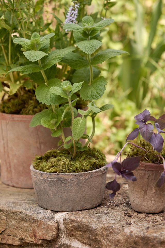 Earth Fired Clay Herb Pot + Saucer, Set of 3 #3