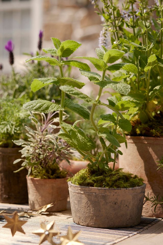 Earth Fired Clay Herb Pot + Saucer, Set of 3 | Terrain