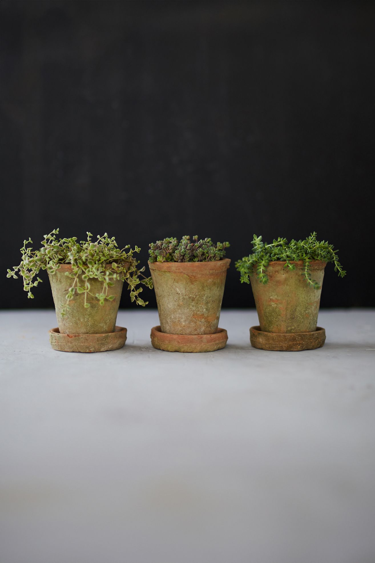 Earth Fired Clay Herb Pot + Saucer, Set of 3 - Terracotta, 3"