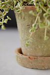 Earth Fired Clay Herb Pot + Saucer, Set of 3 #1