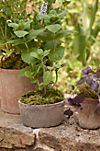 Earth Fired Clay Herb Pot + Saucer, Set of 3 #4