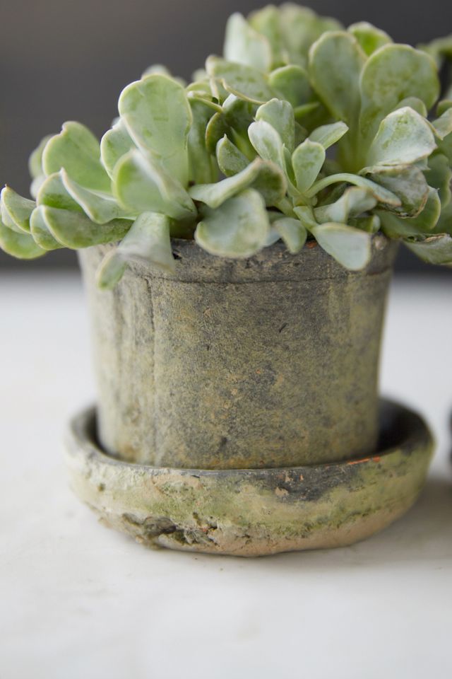 Earth Fired Clay Mini Pot + Saucer, Set of 3 #1