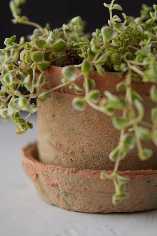 Earth Fired Clay Mini Pot + Saucer, Set of 3 #1
