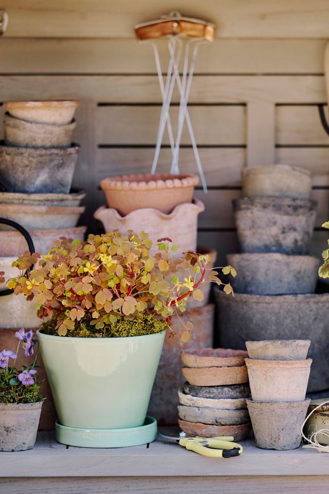 Earth Fired Clay Thin Rim Pot + Saucer Set | AnthroHome