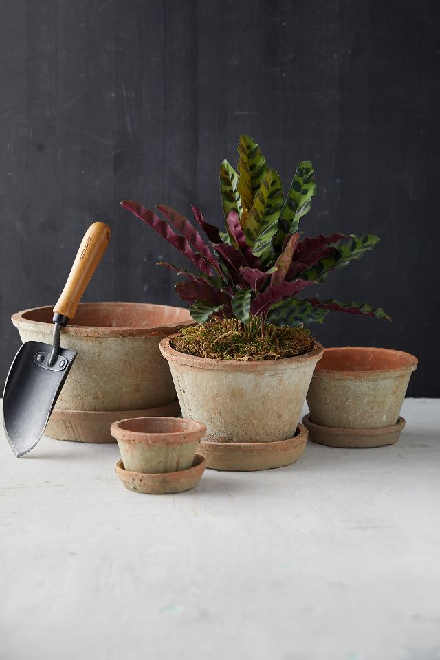 Earth Fired Clay Thin Rim Pot + Saucer Set #5