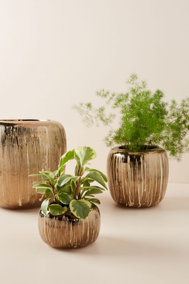 Copper-Striped Pot #6