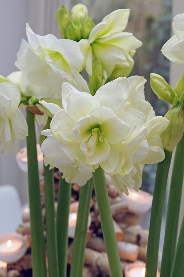 Amaryllis ‘Marilyn’ Bulb #2