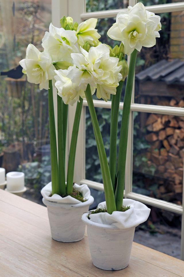 Amaryllis ‘Marilyn’ Bulb #1