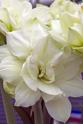 Amaryllis ‘Marilyn’ Bulb