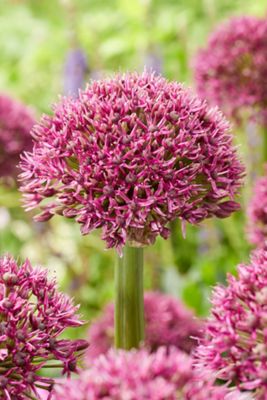 Allium ‘Ostara’ Bulbs