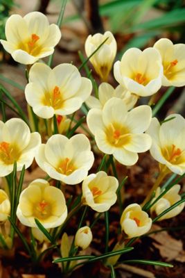 Crocus ‘Cream Beauty’ Corms