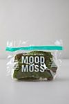 Preserved Mood Moss #1