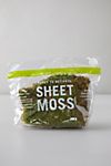 Preserved Sheet Moss #1