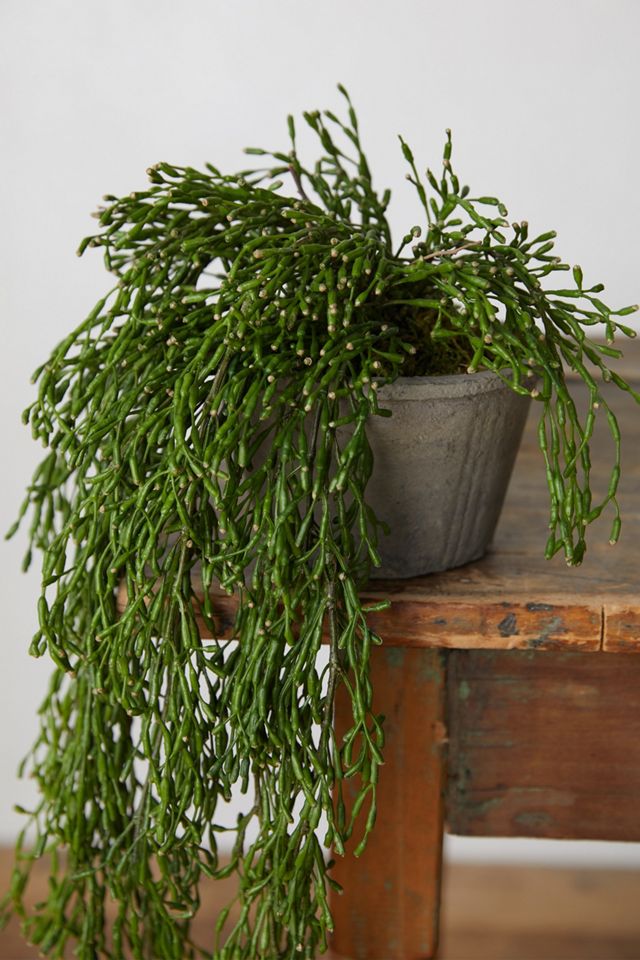 Faux Potted Trailing Plant #1