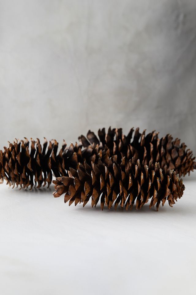 Sugar Pinecone Bunch #2