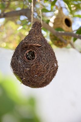 Brushwood Bird Nester