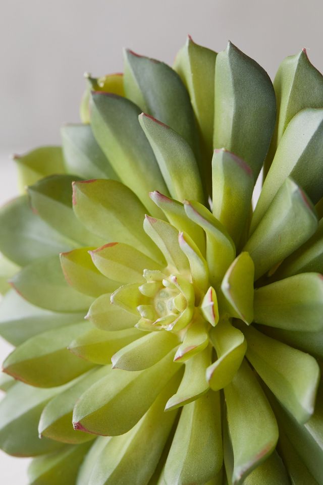 Faux Echevaria Stem #1