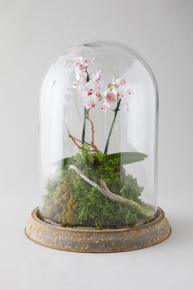 Distressed Iron + Glass Cloche #1