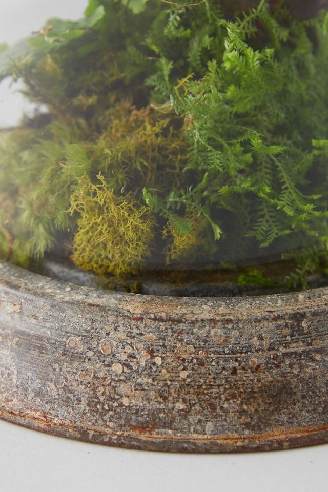 Distressed Iron + Glass Cloche #5