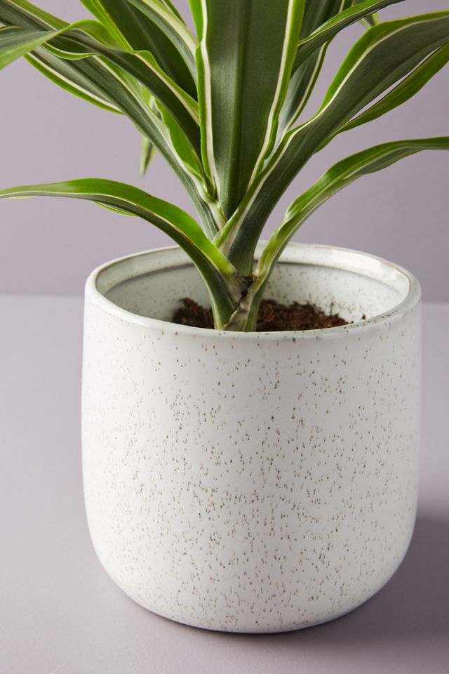 Sparrow Pot #1