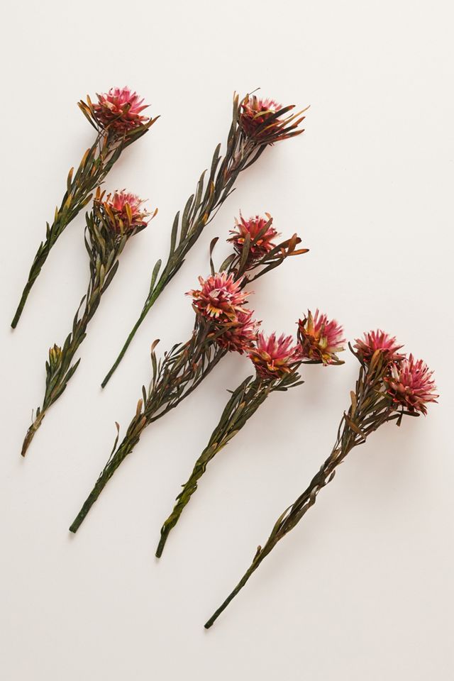 Dried Plumosum Bouquet #1