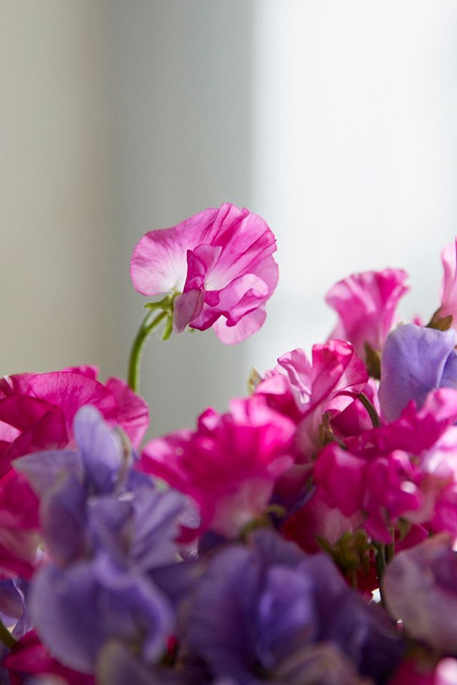 Fresh Sweet Pea Bunch #1