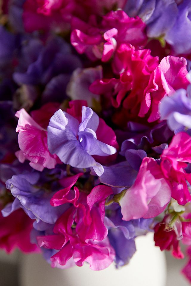 Fresh Sweet Pea Bunch #2