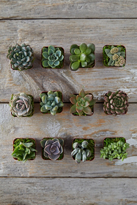 Terrain Succulent Collection, Set Of 12