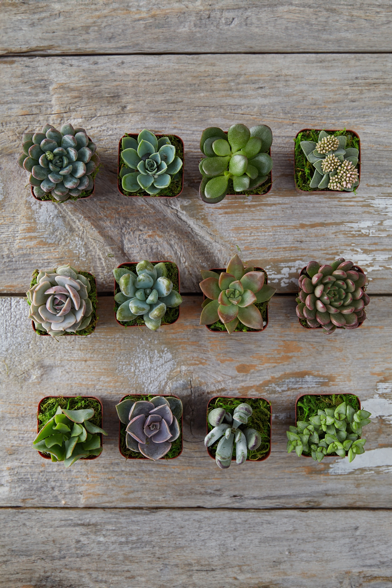 Succulent Collection, Set of 12