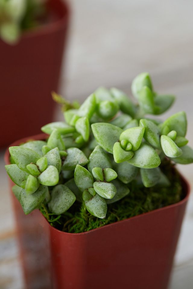 Succulent Collection, Set of 12 #1