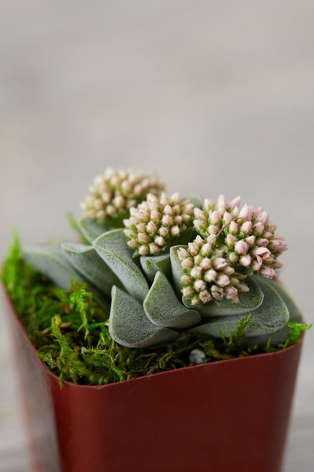 Succulent Collection, Set of 12 #2