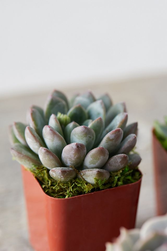 Succulent Collection, Set of 12 #3