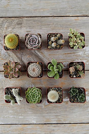Succulent + Cactus Collection, Set of 12