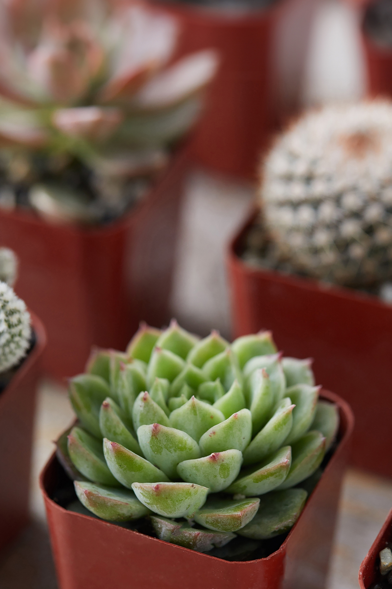 Succulent + Cactus Collection, Set of 12